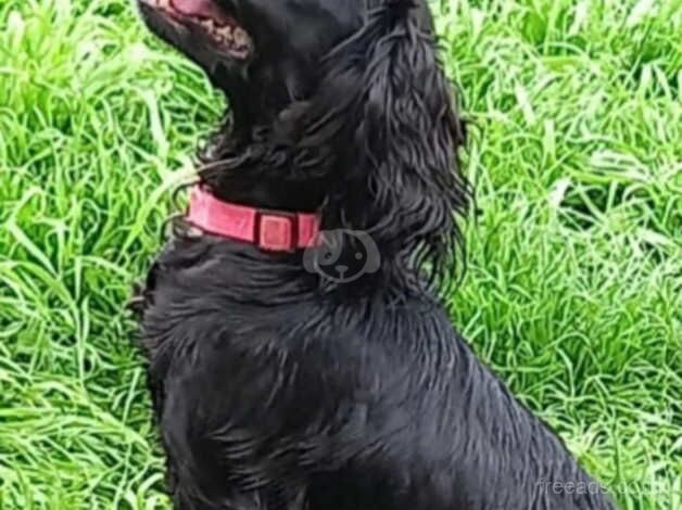 COCKER SPANIEL PUPPIES for sale in Doncaster, South Yorkshire - Image 2