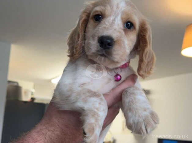 Cocker Spaniel puppies for sale in Doncaster, South Yorkshire