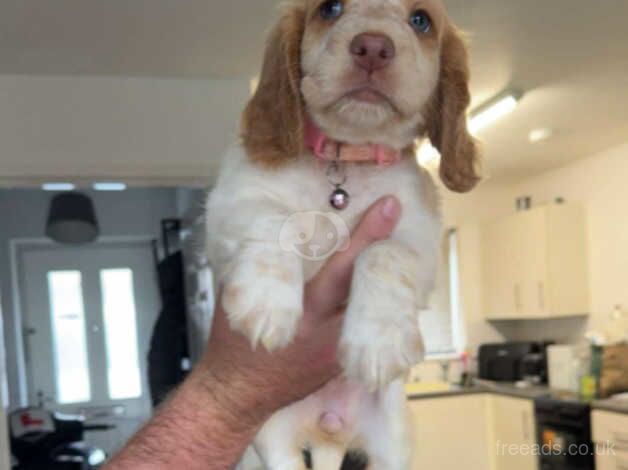 Cocker Spaniels for sale in Doncaster, South Yorkshire