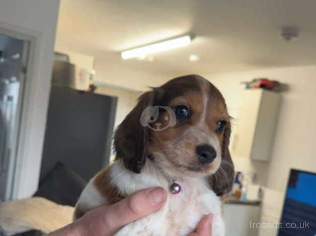 Cocker Spaniel Puppies for sale in South Yorkshire