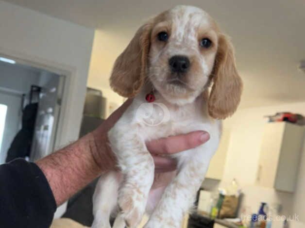 Cocker Spaniel Puppies for sale