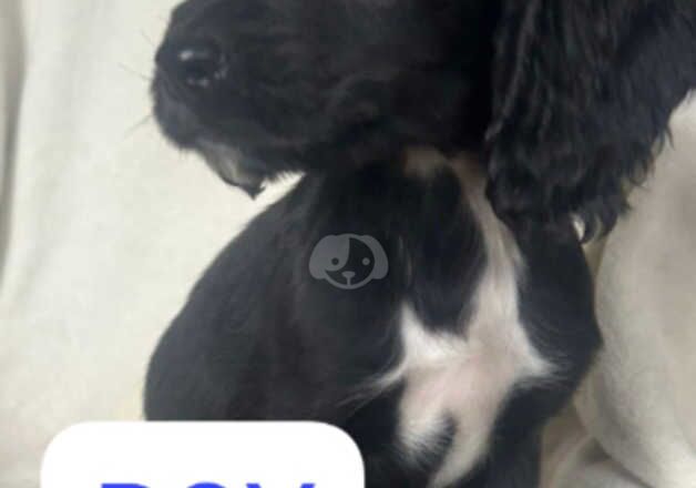 Cocker spaniel puppies for sale in Epsom, Surrey