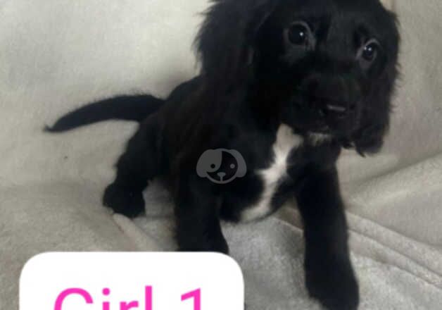 Cocker spaniel puppies for sale in Epsom, Surrey - Image 2