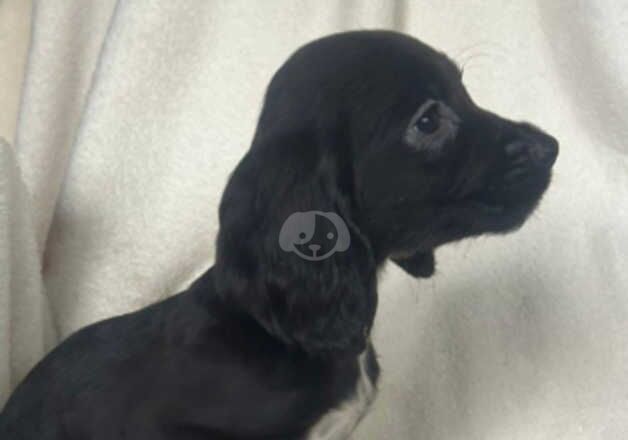 Cocker spaniel puppies for sale in Epsom, Surrey - Image 4