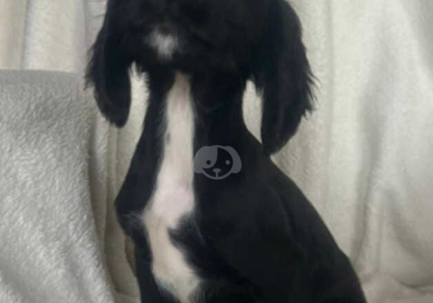 Cocker spaniel puppies for sale in Epsom, Surrey - Image 5