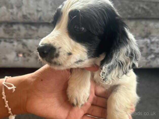 Cocker spaniel puppies for sale in Esher, Surrey - Image 1