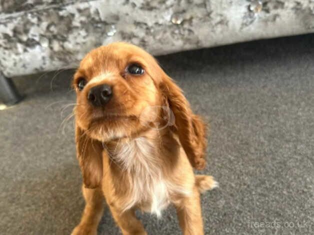 Cocker spaniel puppies for sale in Esher, Surrey - Image 2