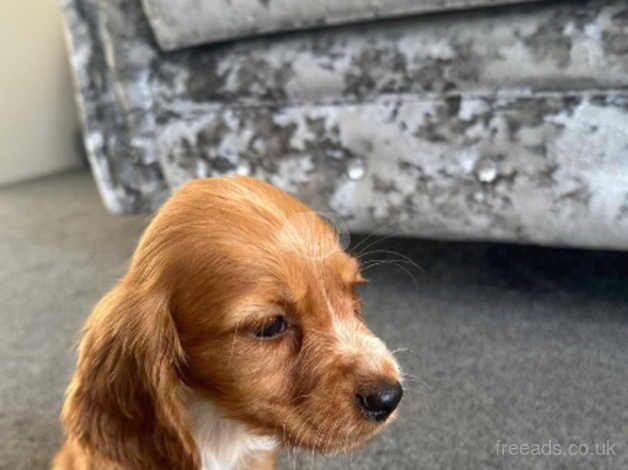 Cocker spaniel puppies for sale in Esher, Surrey - Image 3