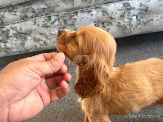 Cocker spaniel puppies for sale in Esher, Surrey - Image 4