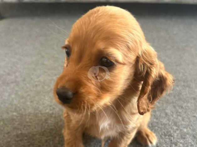 Cocker spaniel puppies for sale in Esher, Surrey - Image 5