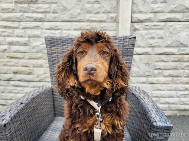 Cocker spaniel puppies for sale in Frodsham, Cheshire