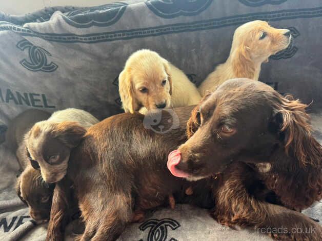 Cocker spaniel puppies for sale in Frome, Somerset