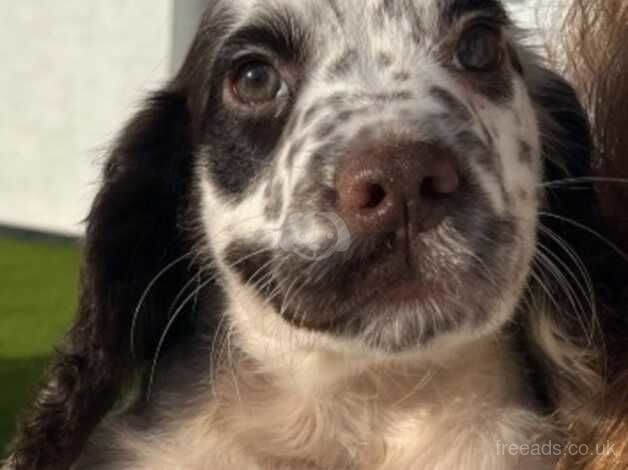 Cocker spaniel puppies for sale in Gloucester, Gloucestershire