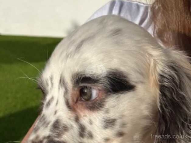 Cocker Spaniels for sale in Gloucester, Gloucestershire