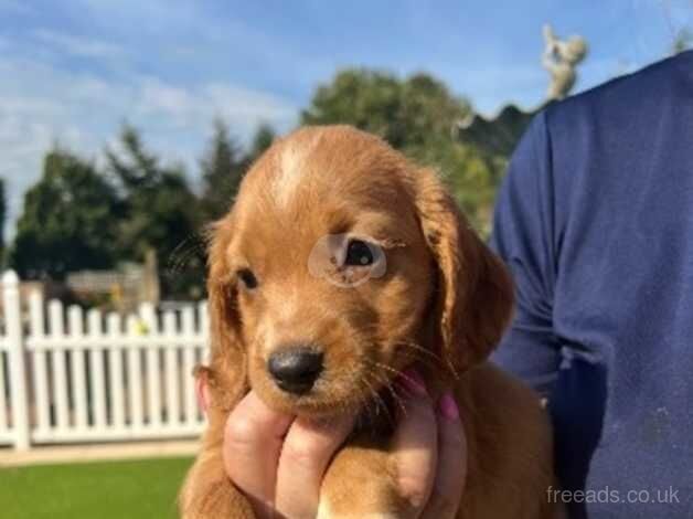 Cocker Spaniel Puppies for sale