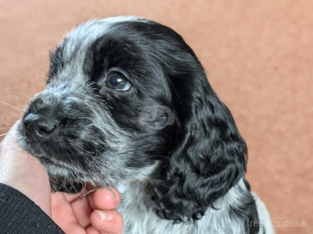 Cocker Spaniel puppies for sale in Holywell, Flintshire - Image 1