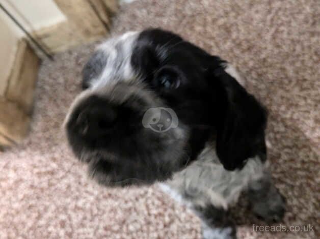 Cocker Spaniel puppies for sale in Holywell, Flintshire - Image 5