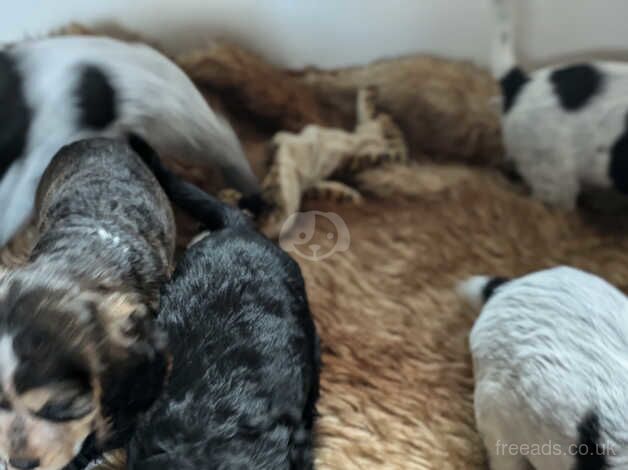 Cocker Spaniel puppies for sale in Holywell, Flintshire - Image 2