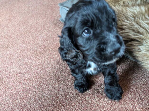 Cocker Spaniel puppies for sale in Holywell, Flintshire - Image 3