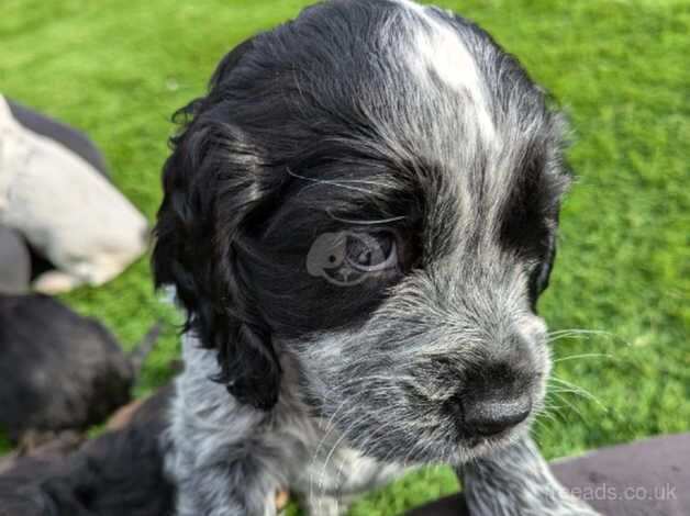 Cocker Spaniel puppies for sale in Holywell, Flintshire - Image 4