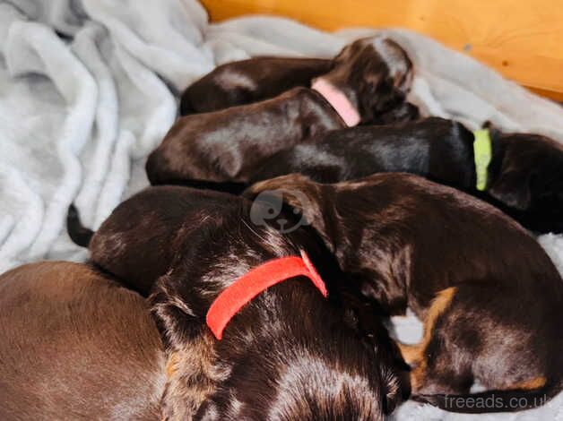 Cocker Spaniel Puppies for sale in Suffolk