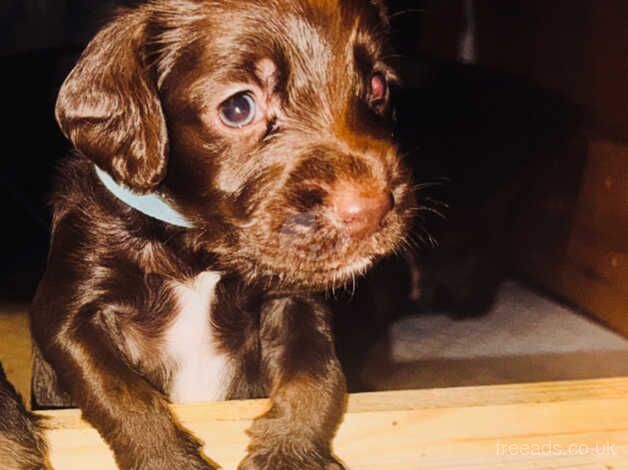 Cocker Spaniel Puppies for sale in Suffolk - Image 2