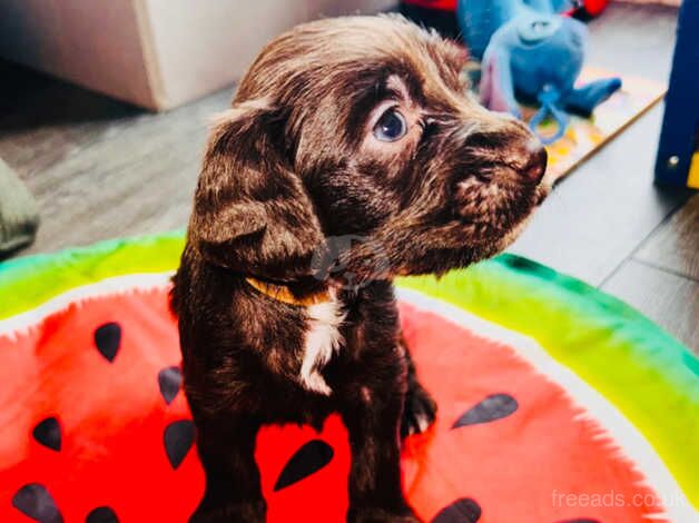 Cocker Spaniel Puppies for sale in Suffolk - Image 3