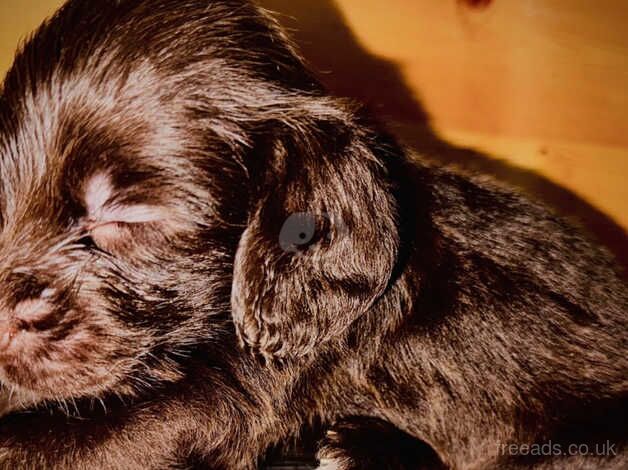 Cocker Spaniel Puppies for sale in Suffolk - Image 4