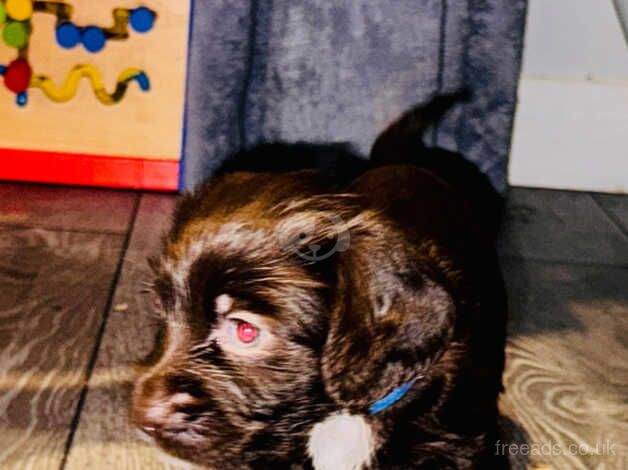 Cocker Spaniel Puppies for sale in Suffolk - Image 5