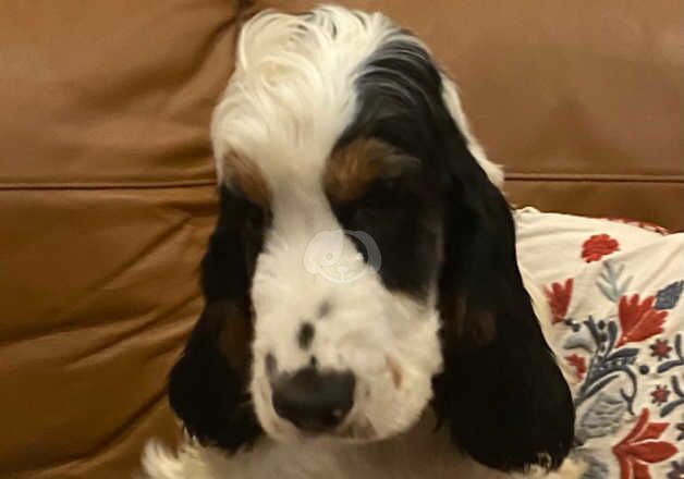 Cocker Spaniels for sale in Kilwinning, North Ayrshire