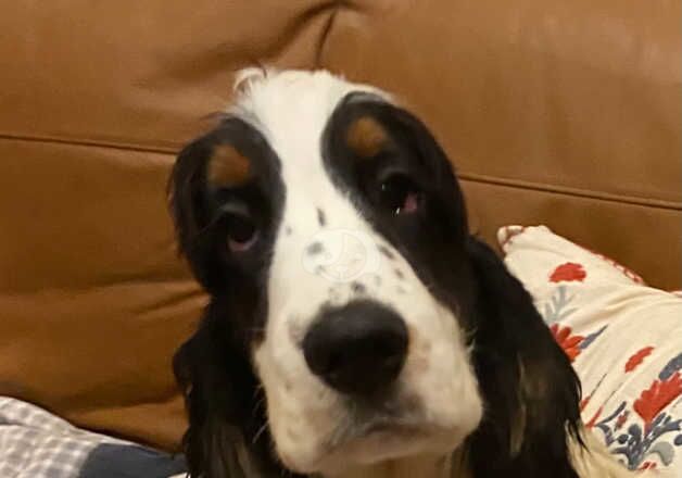 Cocker Spaniel Puppies for sale in North Ayrshire