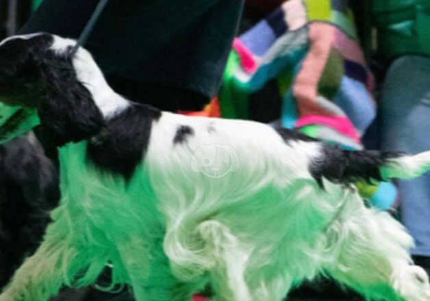 Cocker Spaniel puppies for sale in Kilwinning, North Ayrshire - Image 5