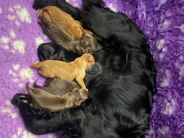 Cocker Spaniel Puppies for sale in Lanark, South Lanarkshire - Image 1