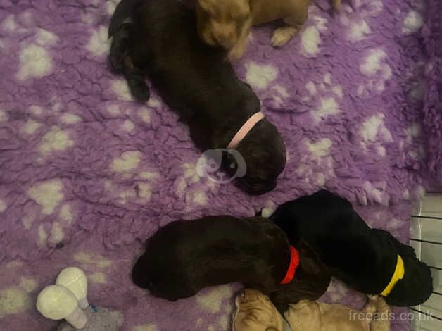 Cocker Spaniel Puppies for sale in Lanark, South Lanarkshire - Image 2