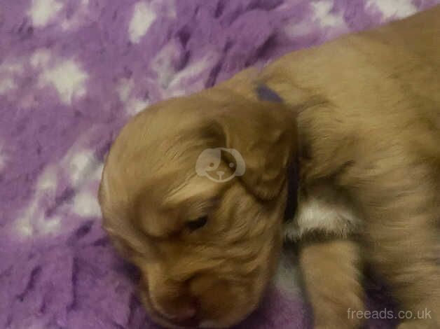 Cocker Spaniel Puppies for sale in Lanark, South Lanarkshire - Image 3