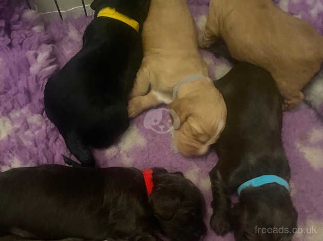 Cocker Spaniel Puppies for sale