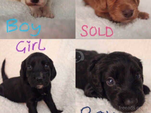 Cocker spaniel puppies for sale in Leeds, West Yorkshire