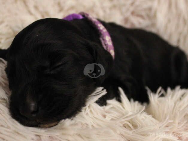 Cocker spaniel puppies for sale in Leeds, West Yorkshire - Image 3