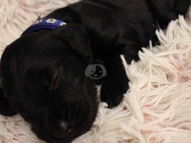 Cocker spaniel puppies for sale in Leeds, West Yorkshire - Image 4