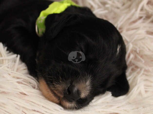 Cocker spaniel puppies for sale in Leeds, West Yorkshire - Image 5