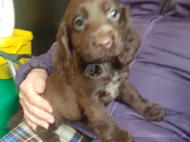 Cocker spaniel puppies for sale in Malton, North Yorkshire