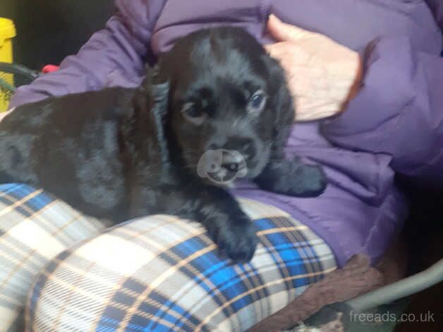 Cocker Spaniels for sale in Malton, North Yorkshire