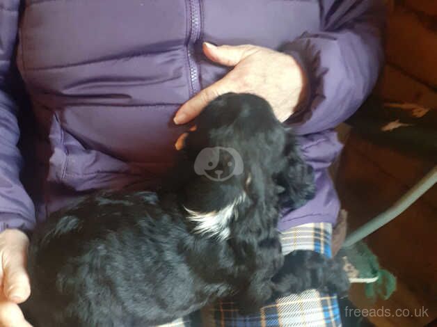 Cocker Spaniel Puppies for sale in North Yorkshire