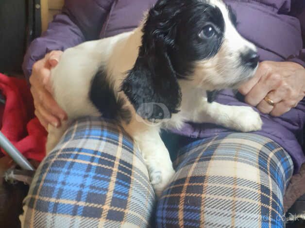 Cocker Spaniel Puppies for sale