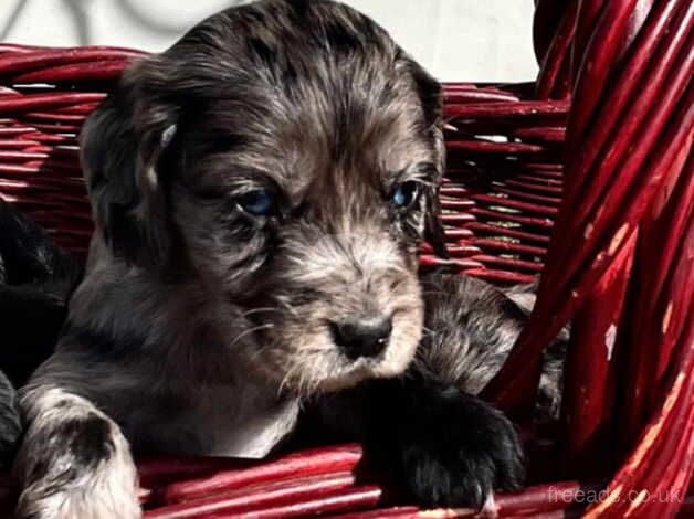 Cocker spaniel puppies for sale in Merstham, Surrey