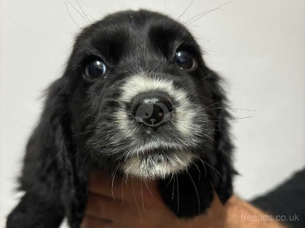 Cocker spaniel puppies for sale in Newport, Newport