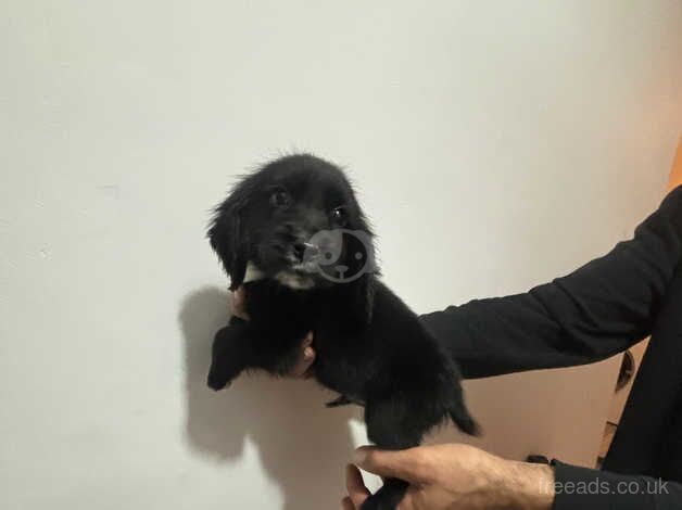 Cocker spaniel puppies for sale in Newport, Newport - Image 2