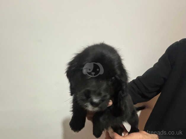 Cocker spaniel puppies for sale in Newport, Newport - Image 3