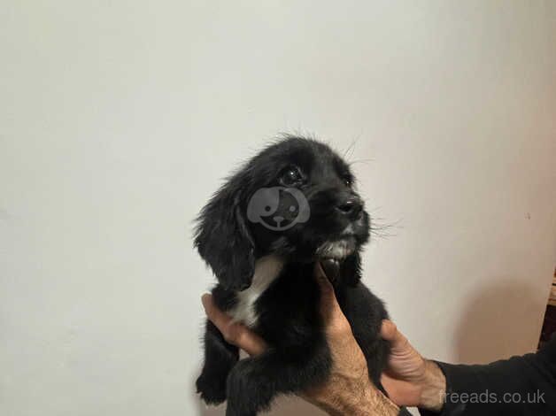 Cocker spaniel puppies for sale in Newport, Newport - Image 4