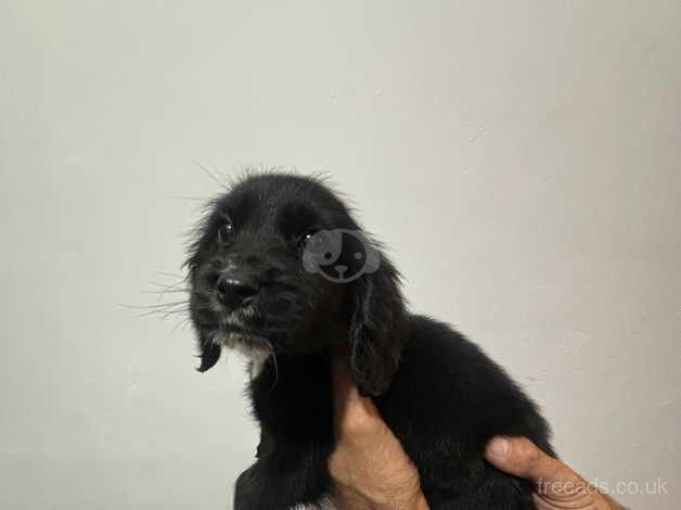 Cocker spaniel puppies for sale in Newport, Newport - Image 5